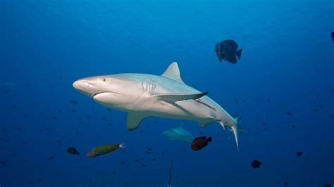 Scuba diving with sharks in the Maldives - Shark Diving