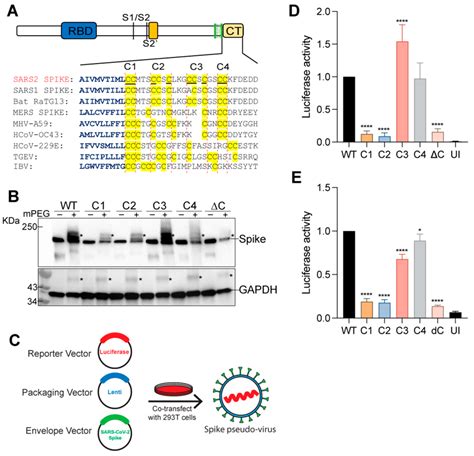 Palmitoylation Of Sars Cov S Protein And Effect Of Different Cysteine