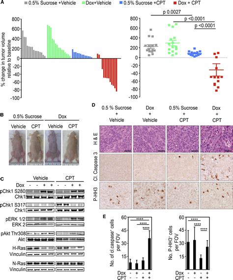 Wild Type H And N Ras Promote Mutant K Ras Driven Tumorigenesis By