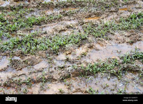 mud muddy grass  res stock photography  images alamy