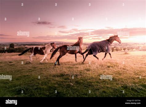 Horses galloping sunset hi-res stock photography and images - Alamy