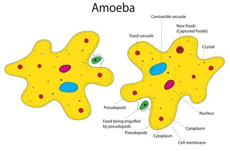 587 Amoeba Proteus Images, Stock Photos, 3D objects, & Vectors ...