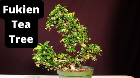 Fukien Tea Bonsai Tree Ehretia Microphylla Carmona Retusa Youtube