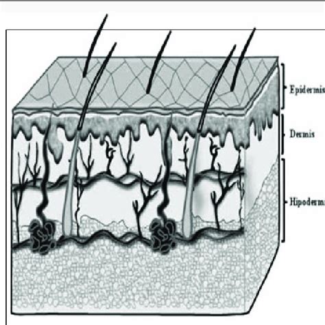 Schematic Representation Of The Skin Layers 20 Download Scientific