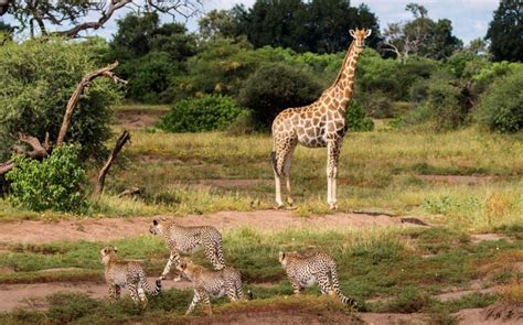 Tour Di 7 Giorni Della Garden Route E Del Parco Naturale Di Addo Da