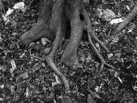 Borders • Die Bärliner