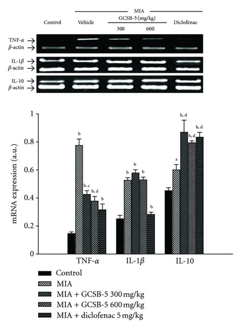 Tnf α Il 1β And Il 10 Mrna Expressions In Cartilage From Knee Joints Download Scientific