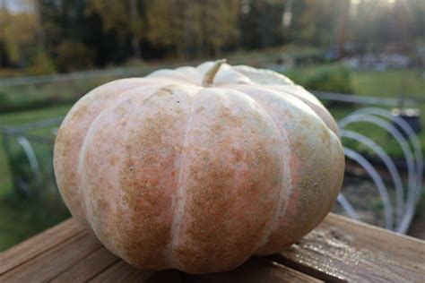 Winter Squash Varieties: Moranga Pumpkin