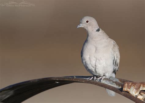 Eurasian Collared-Dove Images - Mia McPherson's On The Wing Photography