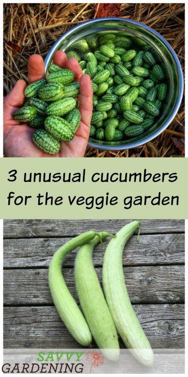 Unusual Cucumbers