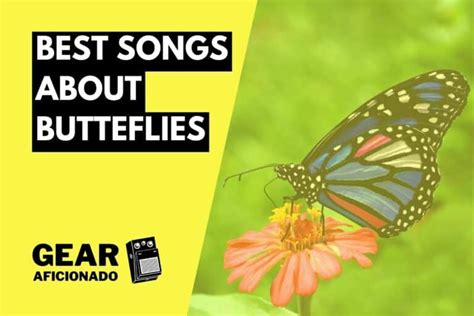 23 Best Songs About Butterflies