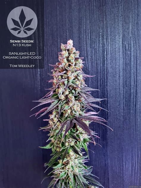 N Kush Sensi Seeds Cannabis Strain Info