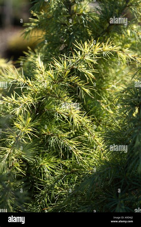 Deodar Cedar Silver Mist Cedrus Deodara Stock Photo Alamy