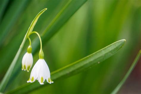 Snowdrops White Flowers - Free photo on Pixabay - Pixabay