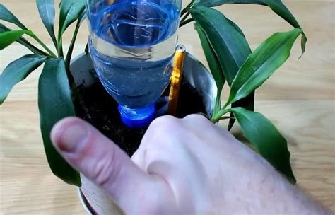 Arrosage Des Plantes Durant Les Vacances Astuces G Niales Pour Les