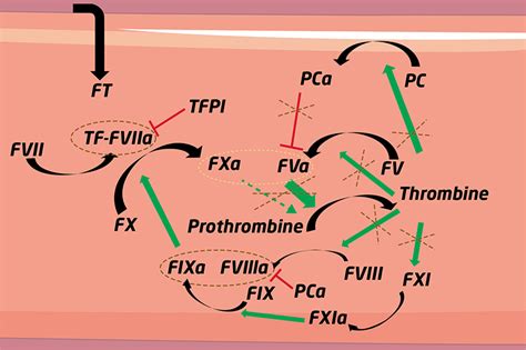 Jle H Matologie Alpha Macroglobulin Implications In Hemostasis