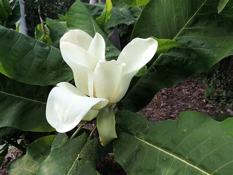 12 Types Of Magnolias With Pictures And Care Tips Green And Vibrant