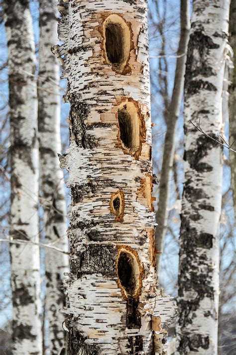 Woodpecker Feeding Area Photograph by Sherman Perry - Fine Art America