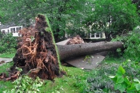 Are You Liable If Your Tree Falls Onto Neighbor S Property