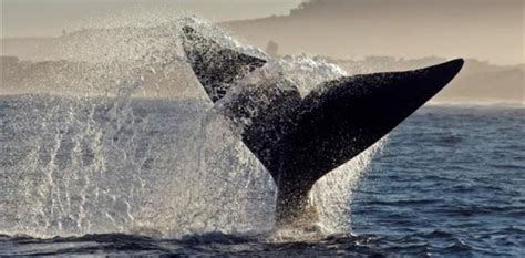 Hermanus O Encontro As Baleias Em Guas Sul Africanas Por Dentro