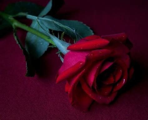 Romantic Red Roses... - XciteFun.net