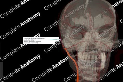 Auricular Branch of Posterior Auricular Artery (Left) | Complete Anatomy