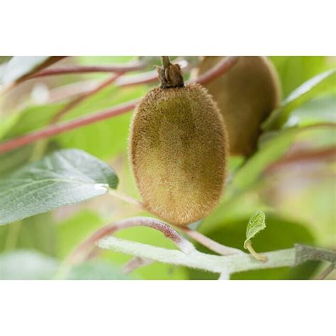 Kiwi Actinidia Deliciosa Jenny Topfvolumen 3 L Erntezeit