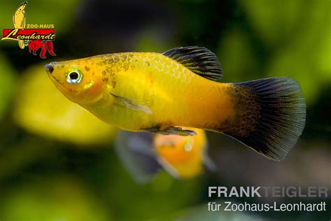Deutschland Platy – Zoo-Haus Leonhardt