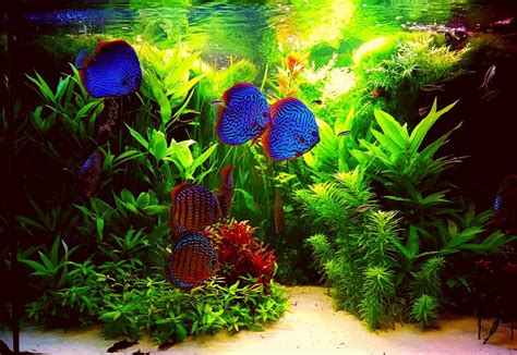 Diskus Aquarium Aquarium Design Planted Aquarium Discus Tank Discus