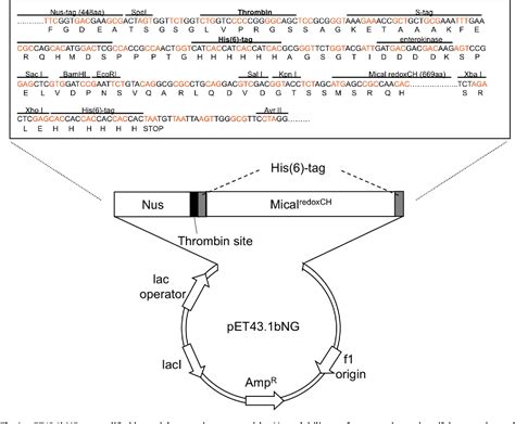 Figure From Data Presenting A Modified Bacterial Expression Vector