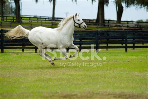 White Stallion Horse Running Stock Photo | Royalty-Free | FreeImages