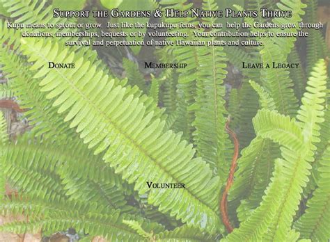 MAUI NUI BOTANICAL GARDENS - Conserving Hawaiian Plants & Cultural Heritage