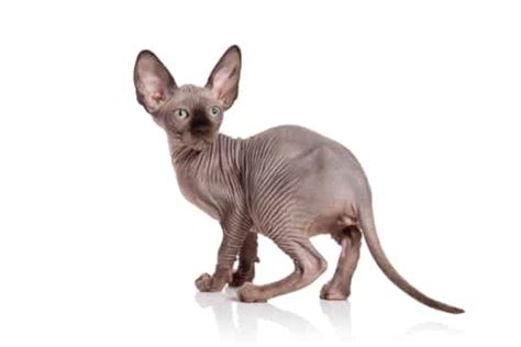 Black Oriental Shorthair Facts Traits FAQs With Pictures