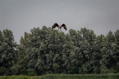 Bald eagle with open beak in sunlight · Free Stock Photo