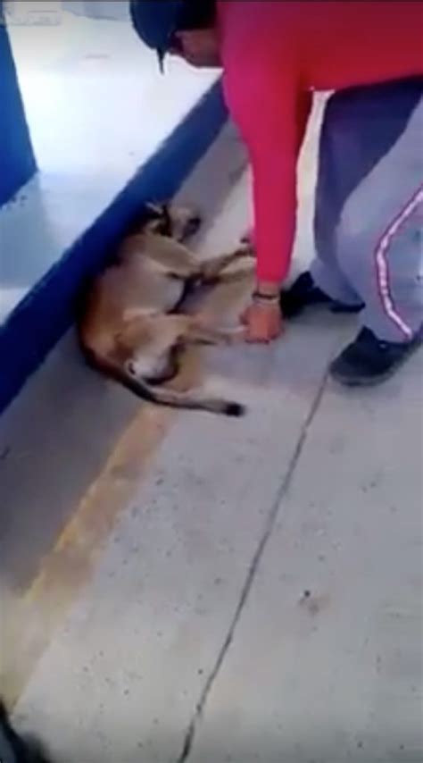 Todos Pensaron Que El Perro Del Vídeo Estaba Muerto Pero La Verdad Era