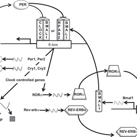 Transcriptional And Translational Autoregulatory Feedback Loops That