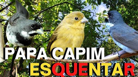 Papa Capim Cantando E Papa Capim Chamando E Piado De F Mea Coleiro Para