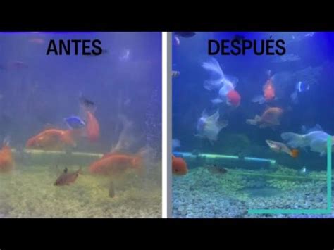 Causas Y Soluciones Para El Agua Turbia En La Pecera Reefcentral Org