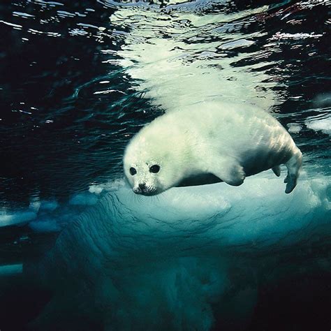 Harp Seal Pup About 2 Weeks Old Makes Its First Swim Beneath The