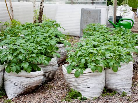 Cómo hacer un huerto en casa con material reciclado HuertoyGarden