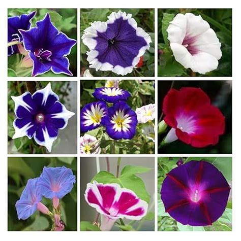 Best Morning Glory Seeds Bulk You Can Buy