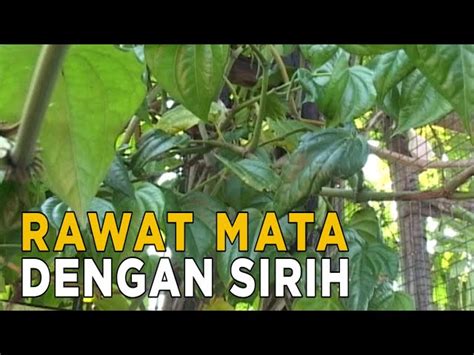 Temukan Manfaat Daun Sirih Untuk Mata Yang Jarang Diketahui Solider