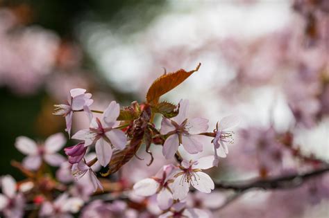 Wallpaper Nature Branch Cherry Blossom Pink Spring Leaf Flower Season Flora Makro