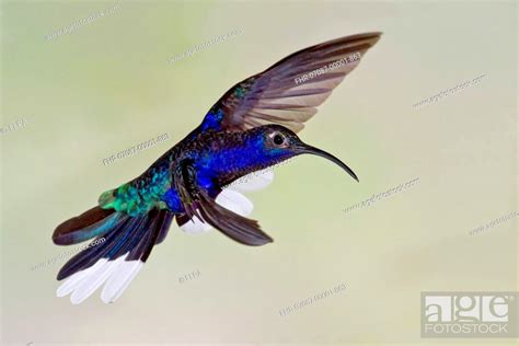 Violet Sabrewing Campylopterus Hemileucurus Adult Male In Flight