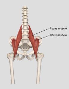 Soothing your psoas muscle | Welcome to Powell Wellness Center