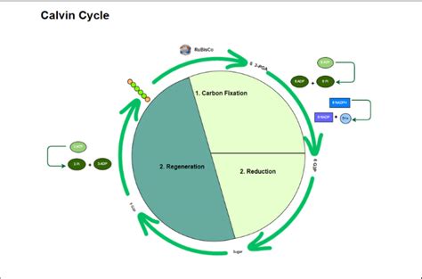 Guide to Calvin Cycle Diagram: Essential Process of Photosynthesis