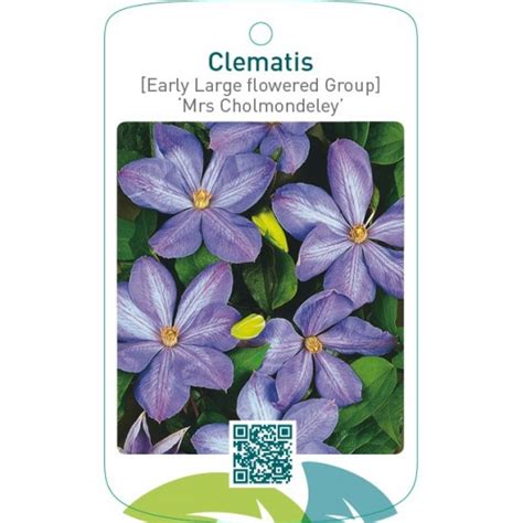 Etiquetas De Clematis Early Large Flowered Group Mrs Cholmondeley