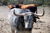 Visita a Ganadería de Toros Bravos en Madrid