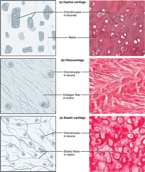 Cartilage Connective Tissue Diagram Quizlet