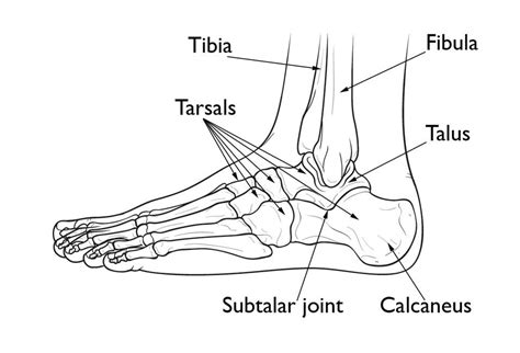 Calcaneal Anatomy - Anatomical Charts & Posters